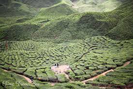 Maybe you would like to learn more about one of these? What To Do In Cameron Highlands And What To Skip Time Travel Bee Responsible Travel Blog