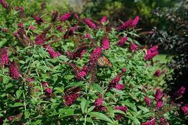 How To Plant Grow Prune Non Invasive Butterfly Bushes Garden Design