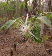 Image result for Grewia decemovulata
