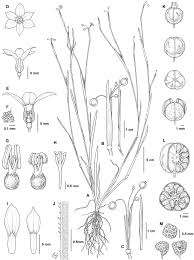 Image result for Sisyrinchium micranthum