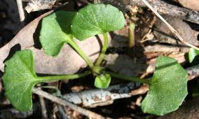 Image result for Viola eminii