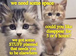 You Will Regret Granting This Kitteh Request Kittens Funny Cats And Kittens Funny Cats