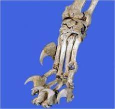 Check spelling or type a new query. Cat Paw Skeleton With Claws Ovam