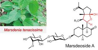 Image result for Marsdenia