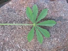 Image result for Cleome oxyphylla