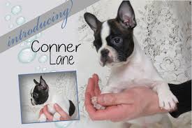 Fan page for frenchie enthusiasts who own, love, want, or admire frenchies. Conner Frenchton Male Puppy In Ewing Illinois Find Cute Puppies For Sale Mixed Breed Medium Puppies And Respon Puppies Cute Puppies For Sale Cheap Puppies