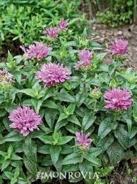 Petite Delight Bee Balm Native Plant Gardening Plants Bee Balm