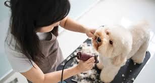 I started as a pet groomer when i first got my own dogs, poppy and woolf, and began to trim their coats myself. How To Become A Dog Groomer Your Complete Guide The Dog People By Rover Com