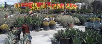 625 w canino rd, houston, tx 77037. The Cactus King Cactus And Succulent Nursery Cactus King Succulents Cacti And Succulents Plants