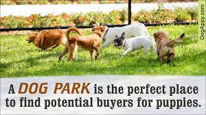 Here, you can talk and figure out who can provide the best homes for your puppies. Important Factors To Remember Before Selling Puppies Pet Ponder
