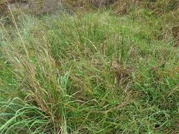 Image result for Cyperus denudatus
