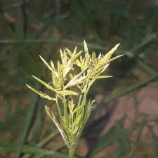 Image result for Cyperus deciduus