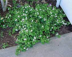 Screen Plants Bacopa Plant Ground Cover Plants