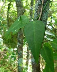 Image result for Digitaria gymnostachys