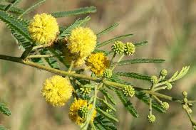 Image result for Acacia nilotica