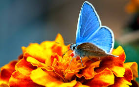 اروع صور الفراشات Hd لسطح المكتب