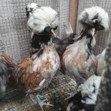 Ayam Poland Jambul Mahkota Umur 2 3 Bulan Harga 150 000 Ekor Minat 085713233576 Lokasi Magelang Siap Kirim Luar Kota Luar Pulau Ayam Mahkota
