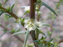 Image result for Salsola