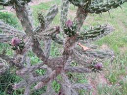 Image result for Opuntia imbricata