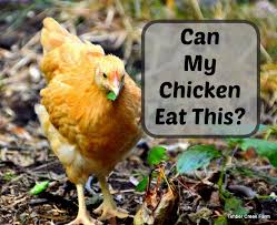 Typically, backyard and small farm chickens also eat food scraps from the farm household. Can Chickens Eat Mashed Potatoes Timber Creek Farm