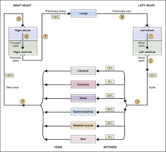 Maybe you would like to learn more about one of these? Circuitry Of The Cardiovascular System Cardiovascular Physiology Physiology 5th Ed