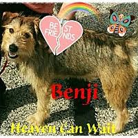 Heaven can wait animal shelter inc. Heaven Can Wait In Akron Ohio