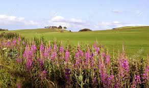4.698 kostenlose bilder zum thema highlands. Rosa Blumen Auf Grunem Feld Landschaft Von Schottischen Hochlandern Natur Schottland Vereinigtes Konigreich Lizenzfreie Fotos Bilder Und Stock Fotografie Image 69715238