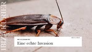 Ist er der richtige kandidat für die wg? Kakerlaken Invasion In Der Calle Pere Frances Fenster Von Verwahrloster Messi Wohnung Stehen Offen Ibiza Kurier