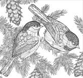What is more, you can also find a very special category of printable coloring pages for kids, that offer extraordinary educational values. America S Favorite Birds Coloring Page Downloads Cornell Lab Publishing Group