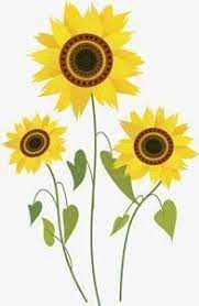72 best bunga matahari images sunflower sunflower drawing. 23 Gambar Bunga Kartun 50 Gambar Bunga Matahari Foto Wallpaper Hd Sketsa Kartun Download Gambar Bunga Kartun Menggambar Bunga Matahari Gambar Bunga Gambar