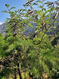 Image result for Tephrosia vogelii