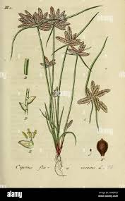 Image result for Pycreus flavescens