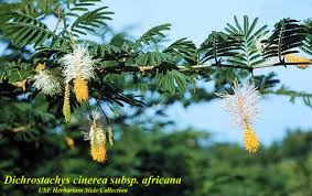 Image result for Dichrostachys