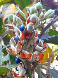 Image result for Rhynchosia holstii