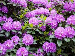 We did not find results for: Everything You Need To Know About Lavender Rhododendrons This Old House