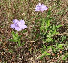 Image result for Ruellia praetermissa