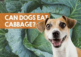 Raw and cooked zucchini are both great options for your canine friend. Can Dogs Eat Cabbage Raw Leaves Uncooked Safe Or Toxic