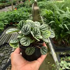 Image result for Peperomia molleri