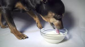 Here it is in slow motion (300 frames per second). Slow Motion Dog Drinking Milk Stock Footage Video 100 Royalty Free 3590408 Shutterstock