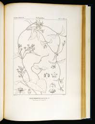 Image result for Pentarrhinum abyssinicum