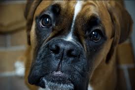 Boxer Kopek Cinsi Hakkinda Her Sey Ajanimo