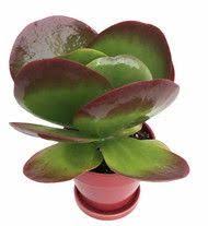 Kalanchoe Thyrsiflora Flapjack Plant Paddle Wheel Desert S Cabbage Blushing Hearts This Foliage Plant W Plants Cacti And Succulents Planting Succulents