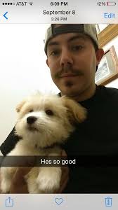 Lost MALTESE >>$ 3500 Reward>>> Male