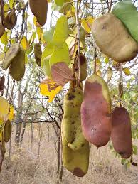 Image result for Piliostigma thonningii