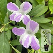 Image result for Barleria holubii