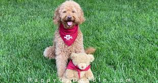 Our english teddy bear goldendoodles have some of the best pedigrees of almost any breeder in the us and the world. The Goldendoodle Teddy Bear Cut So Adorable Your Heart Will Melt Happy Go Doodle