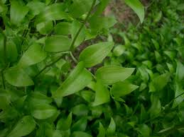 Image result for Asparagus asparagoides