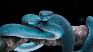 Dreams About Snakes Symbols Of Dark And Light Warning And Wisdom