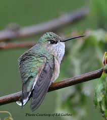 The magnificent hummingbird has an average weight of 7.7 g for male and 6.4 g for female. Rufous Hummingbird A Vagrant Hummingbird