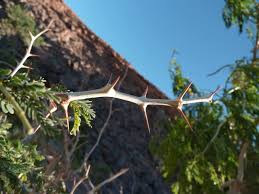 Image result for Faidherbia albida